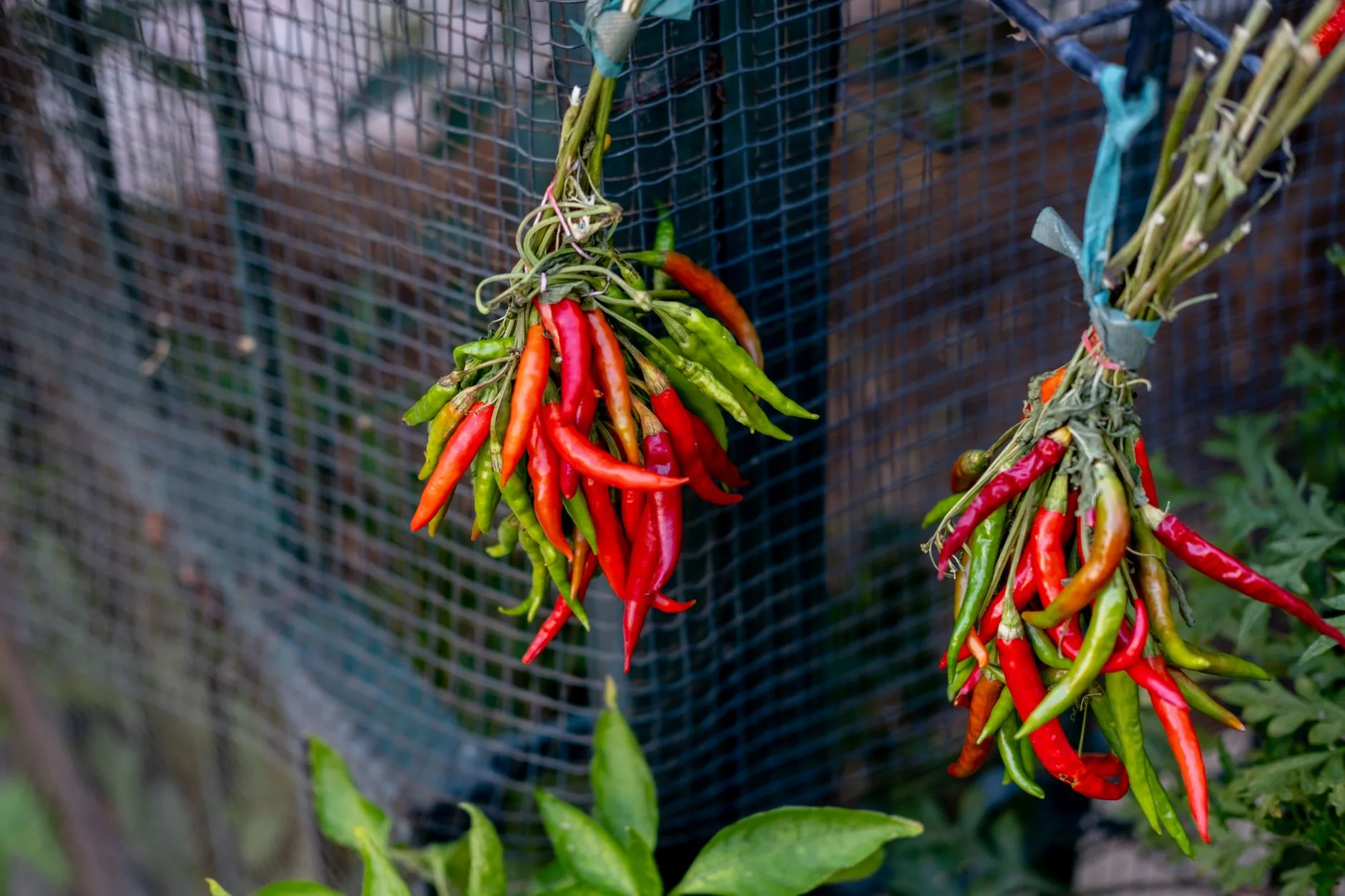 Piments d'Espelette rouges séchant sur la façade blanche et rouge d'une maison basque